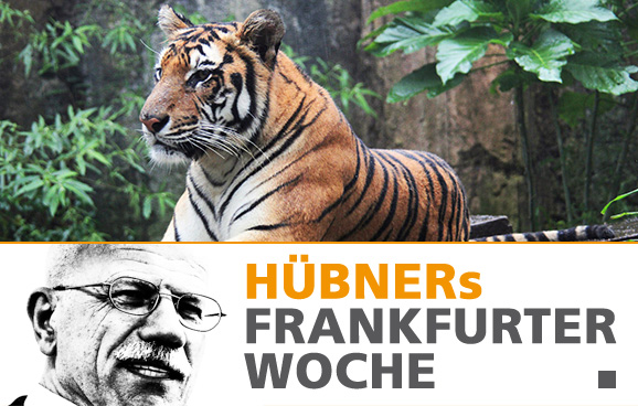 Der einsame Frankfurter Tiger ist tot
