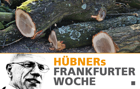 10.000 neue Bäume für Frankfurt – aber wie?