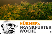 Frankfurter mögen Cannabis – oder nicht?