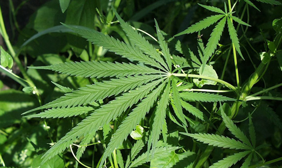 Frankfurter SPD will Cannabis legalisieren