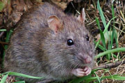 Uwe Becker (CDU) bezeichnet Bürger als „Ratten“