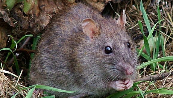 Uwe Becker (CDU) bezeichnet Bürger als „Ratten“
