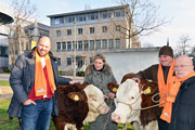 Mit Rindvieh gegen Stimmvieh