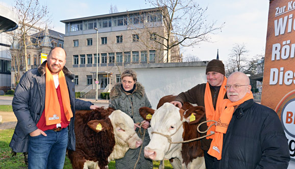 Mit Rindvieh gegen Stimmvieh