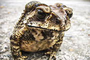 Stadterweiterung - Der Frosch wird auf Temperatur gebracht