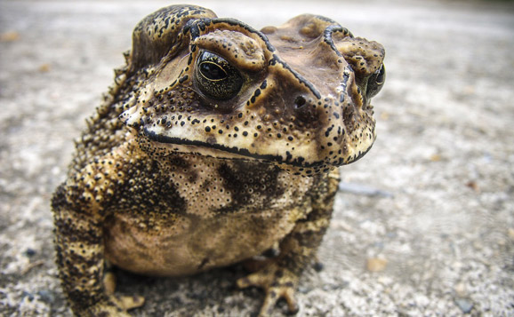 Stadterweiterung - Der Frosch wird auf Temperatur gebracht